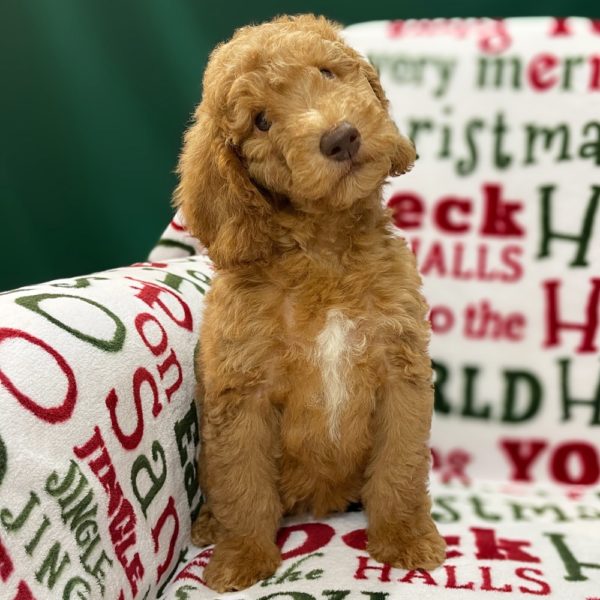 F1b Standard Goldendoodle Puppy for Sale