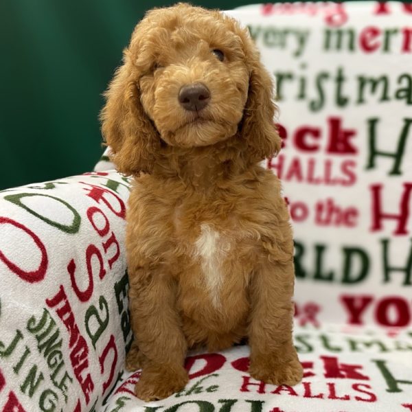F1b Standard Goldendoodle Puppy for Sale