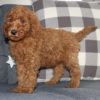 F2b Standard Goldendoodle Puppy for Sale