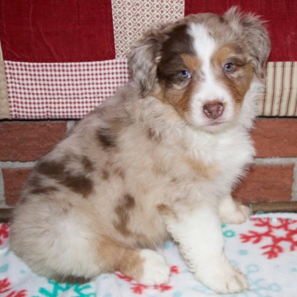 Miniature Australian Shepherd Puppy for Sale