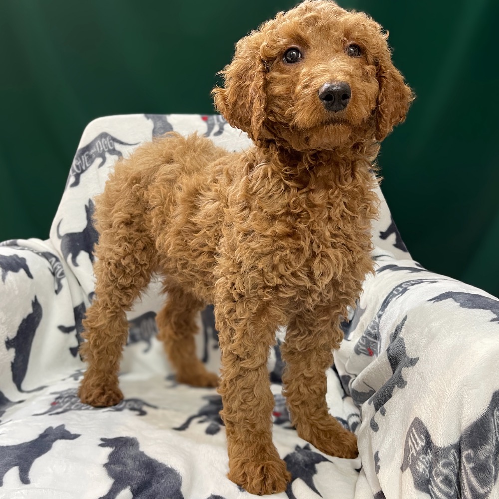 F2B STANDARD GOLDENDOODLE | FEMALE | ID:8610-BB – Central Park Puppies