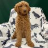 F2b Standard Goldendoodle Puppy for Sale