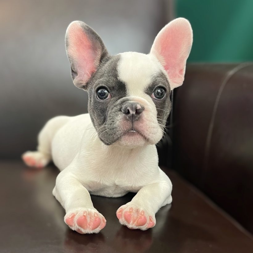 Male French Bulldog Puppy for Sale | ID 3623-TF