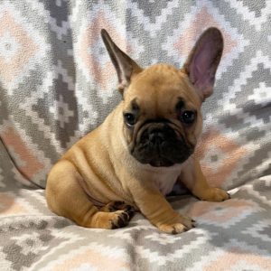 French Bulldog Puppy for Sale