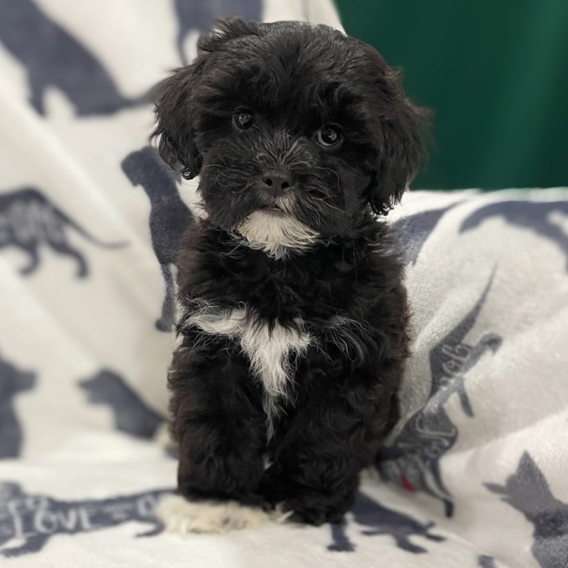 LHASAPOO | MALE | ID:8685-RS – Central Park Puppies