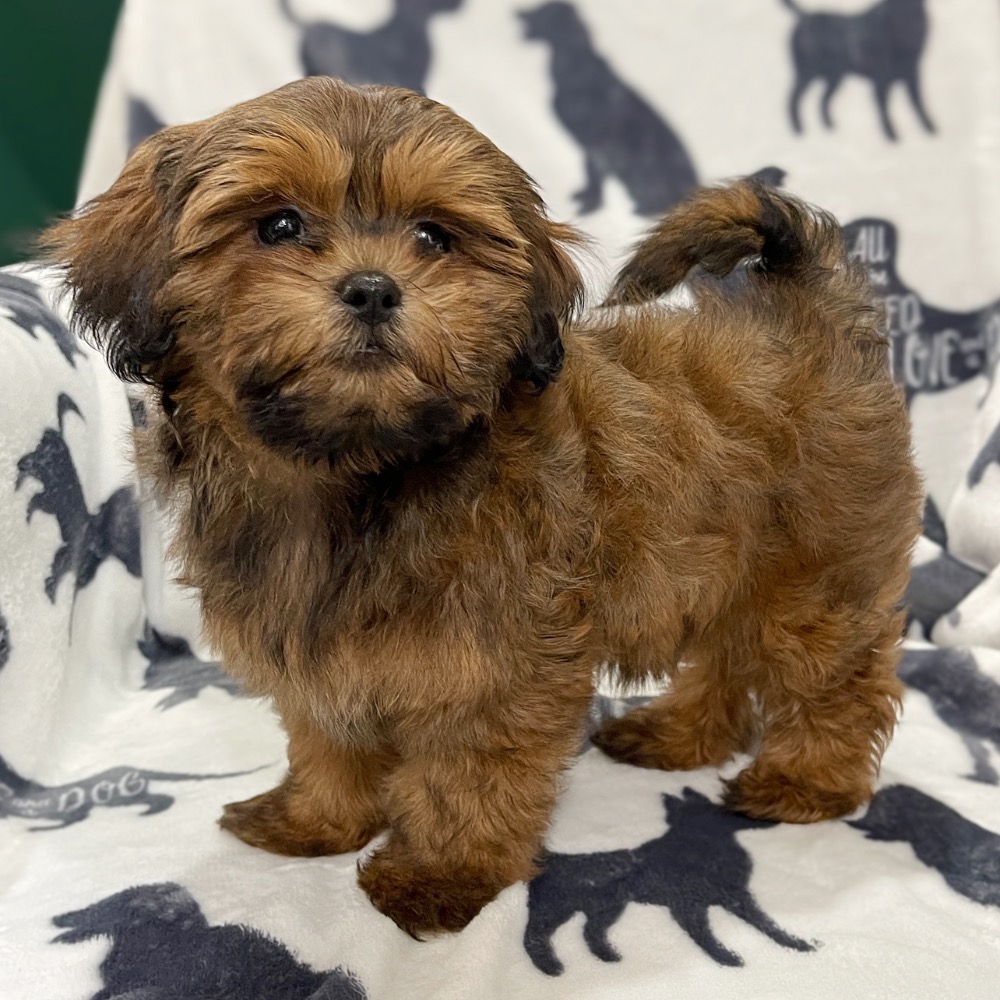 LHASAPOO | FEMALE | ID:8687-RS - Central Park Puppies