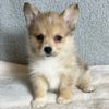 Corgsky Hybrid Puppy for Sale