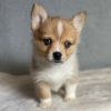 Corgsky Hybrid Puppy for Sale