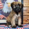 Soft Coated Wheaten Terrier Puppy for Sale