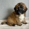 Saint Berdoodle Puppy for Sale