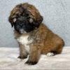 Saint Berdoodle Puppy for Sale