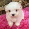 Malshi Puppy for Sale