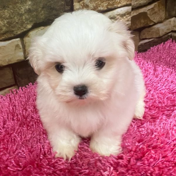 Malshi Puppy for Sale