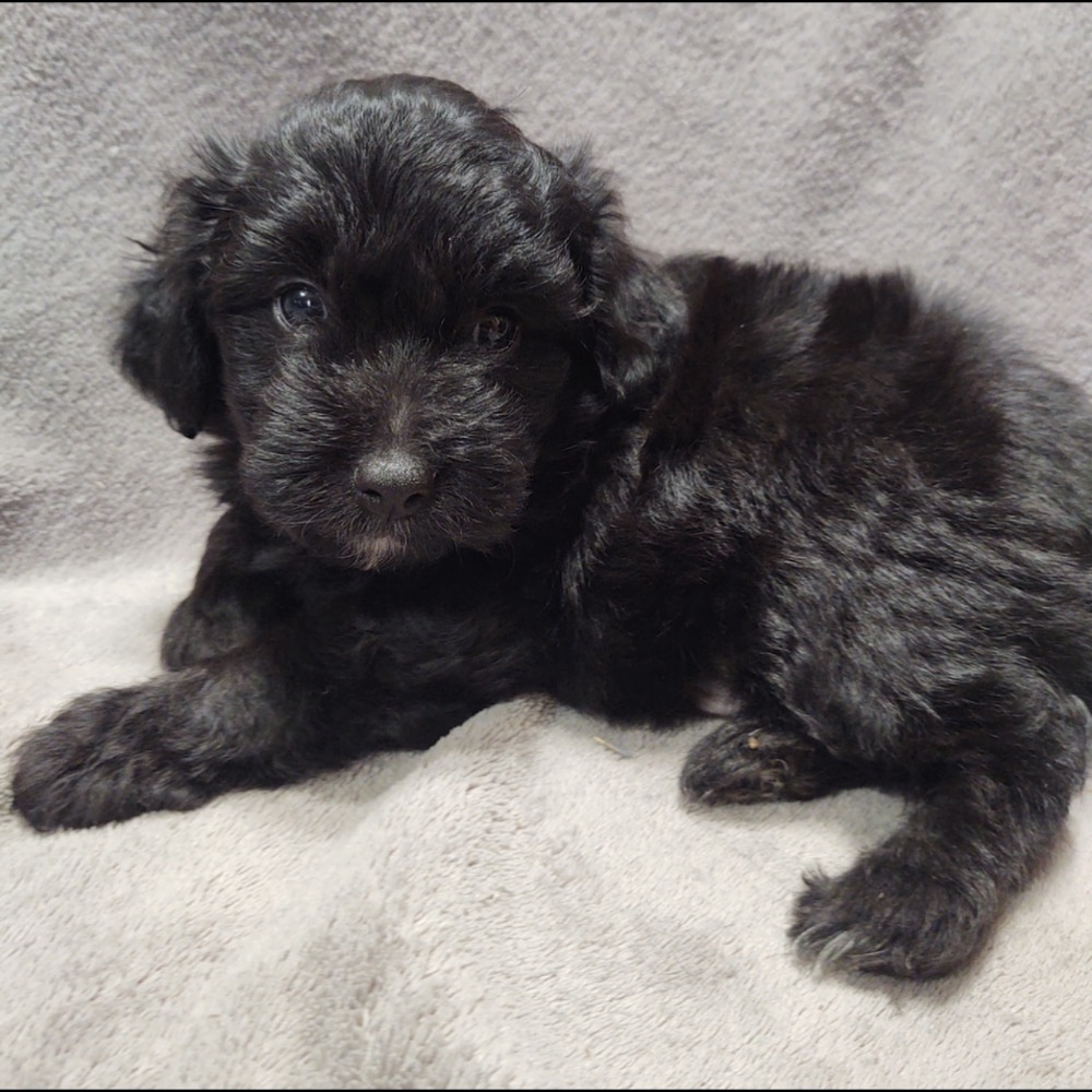 F1 MINI AUSSIEDOODLE | MALE | ID:8492-MS – Central Park Puppies