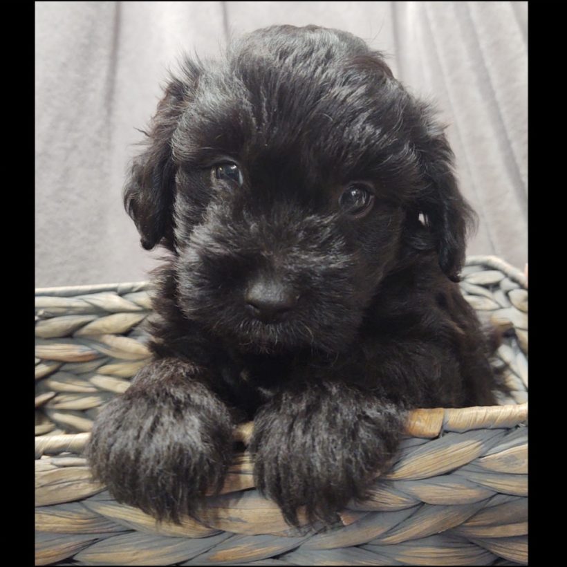 F1 MINI AUSSIEDOODLE | MALE | ID:8492-MS – Central Park Puppies