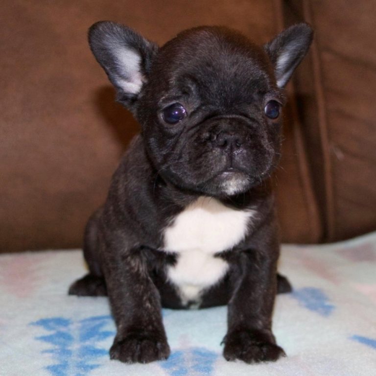 FRENCH BULLDOG | MALE | ID:4429-LB – Central Park Puppies