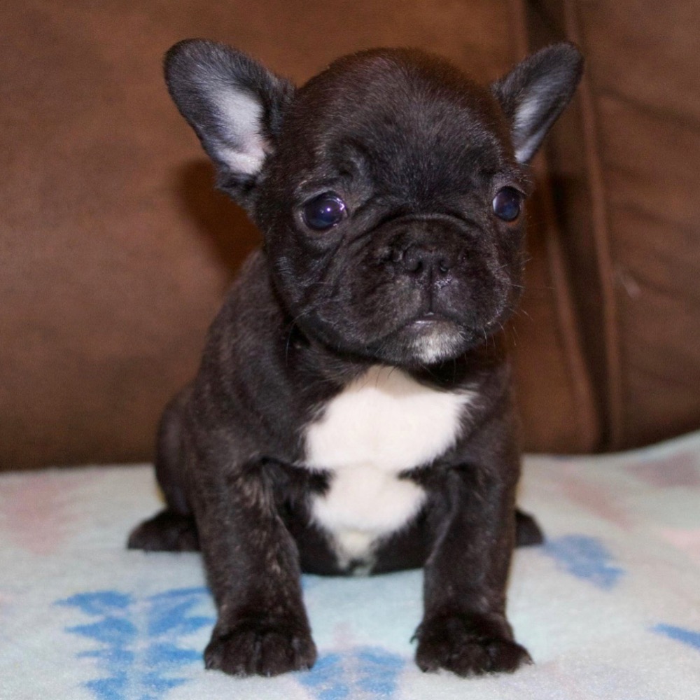 FRENCH BULLDOG MALE ID4429LB Central Park Puppies