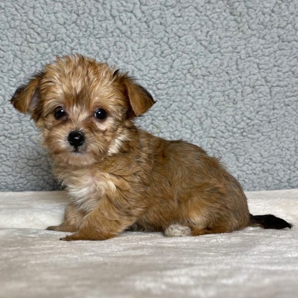 Yorkiechon Puppy for Sale