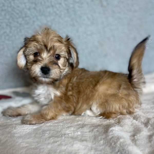 Yorkiechon Puppy for Sale