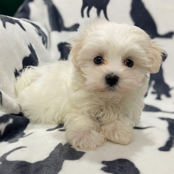 Maltese Puppy for Sale