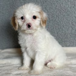 cavachon