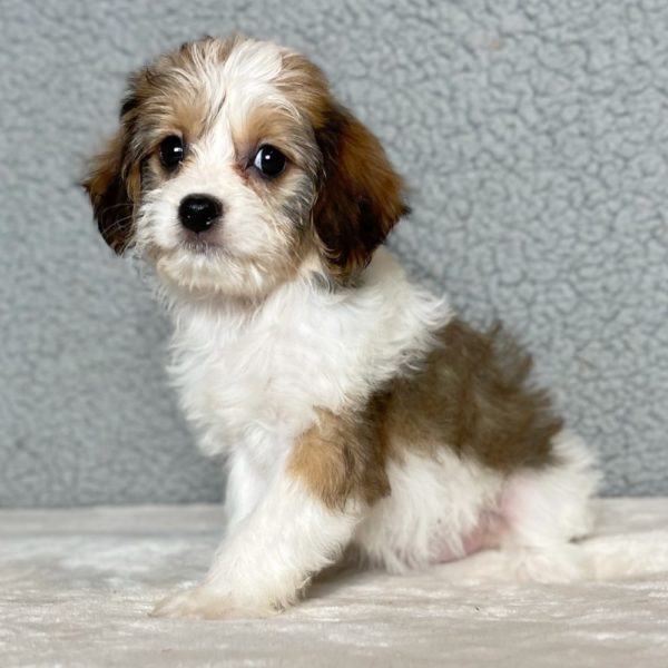 Cavachon Puppy for Sale