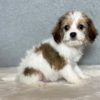 Cavachon Puppy for Sale