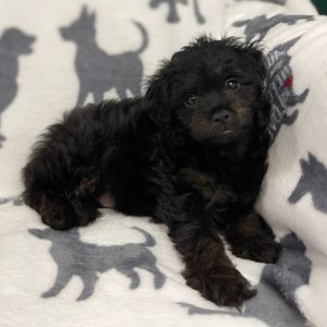 F1 Mini Aussiedoodle Puppy for Sale