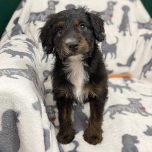 F1 Mini Aussiedoodle Puppy for Sale