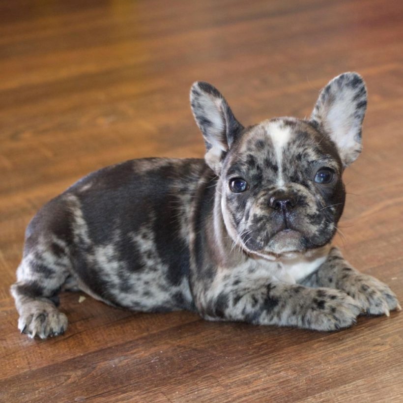 Male French Bulldog Puppy for Sale | ID 5414-LB