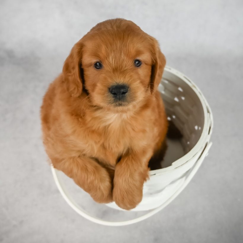  F1 MINI GOLDENDOODLE MALE ID 1148-EN Central Park Puppies