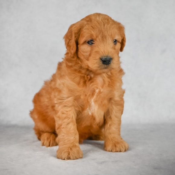  F1 MINI GOLDENDOODLE MALE ID 1151-EN Central Park Puppies 