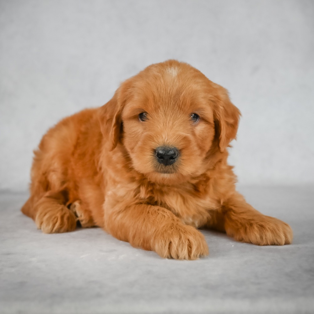  F1 MINI GOLDENDOODLE MALE ID 1154-EN Central Park Puppies