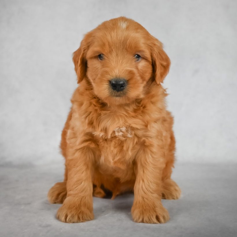  F1 MINI GOLDENDOODLE MALE ID 1154-EN Central Park Puppies