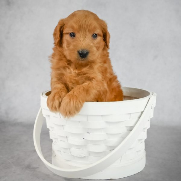 F1 Mini Goldendoodle Puppy for Sale