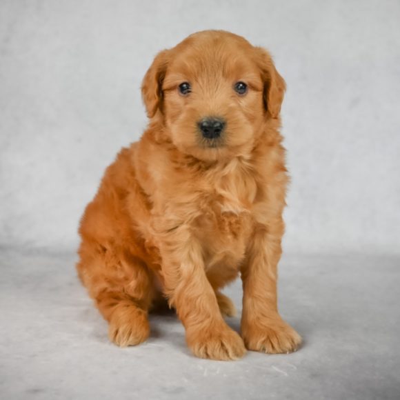  F1 MINI GOLDENDOODLE MALE ID 1147-EN Central Park Puppies 