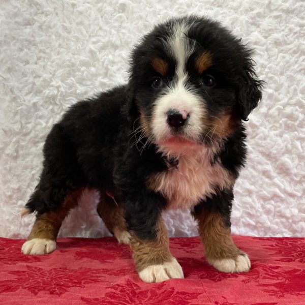 Bernese Mountain Dog Puppy for Sale