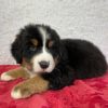 Bernese Mountain Dog Puppy for Sale
