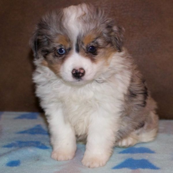 Miniature Australian Shepherd Puppy for Sale