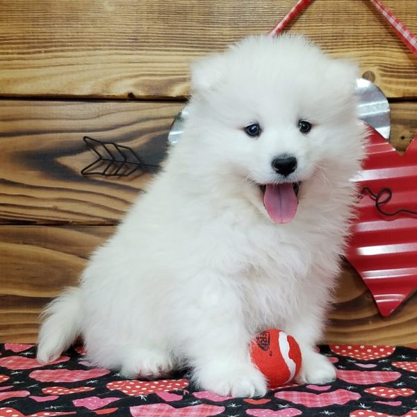 Samoyed Puppy for Sale