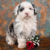 Mini Sheepadoodle Puppy for Sale