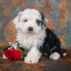 Mini Sheepadoodle Puppy for Sale