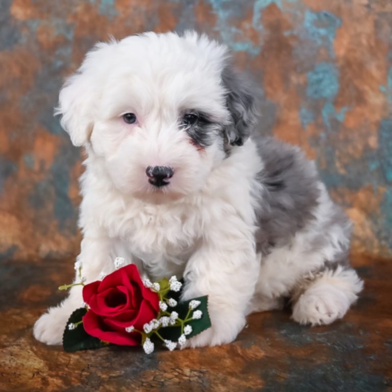 mini sheepadoodle