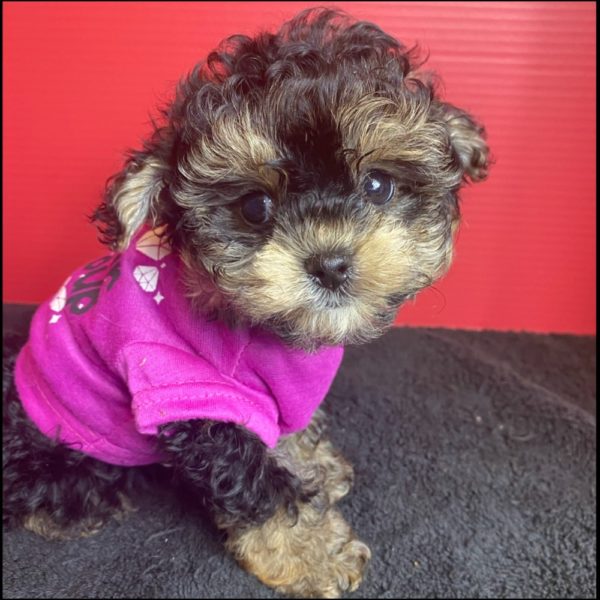 Morkie Puppy for Sale