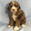 Cockapoo Puppy for Sale