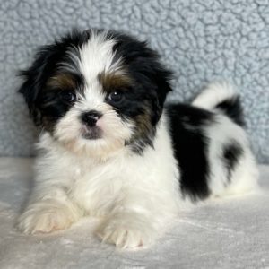 Shih Tzu Puppy for Sale