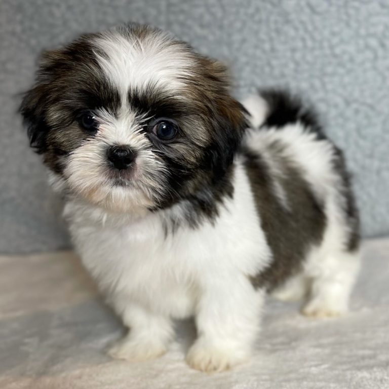 SHIH TZU FEMALE ID2090RM Central Park Puppies