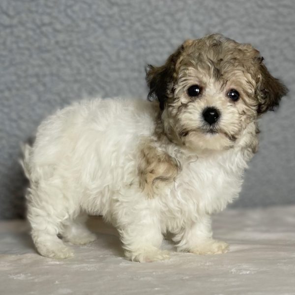 F1b Poochon Puppy for Sale