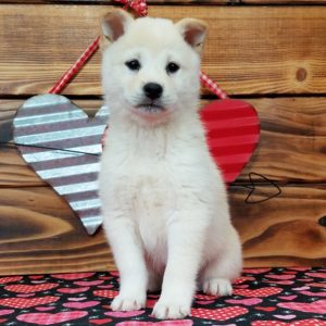 Shiba Inu Puppy for Sale
