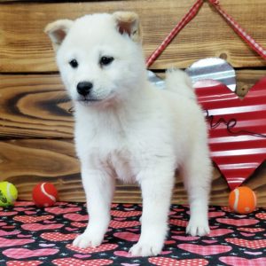 inu shiba